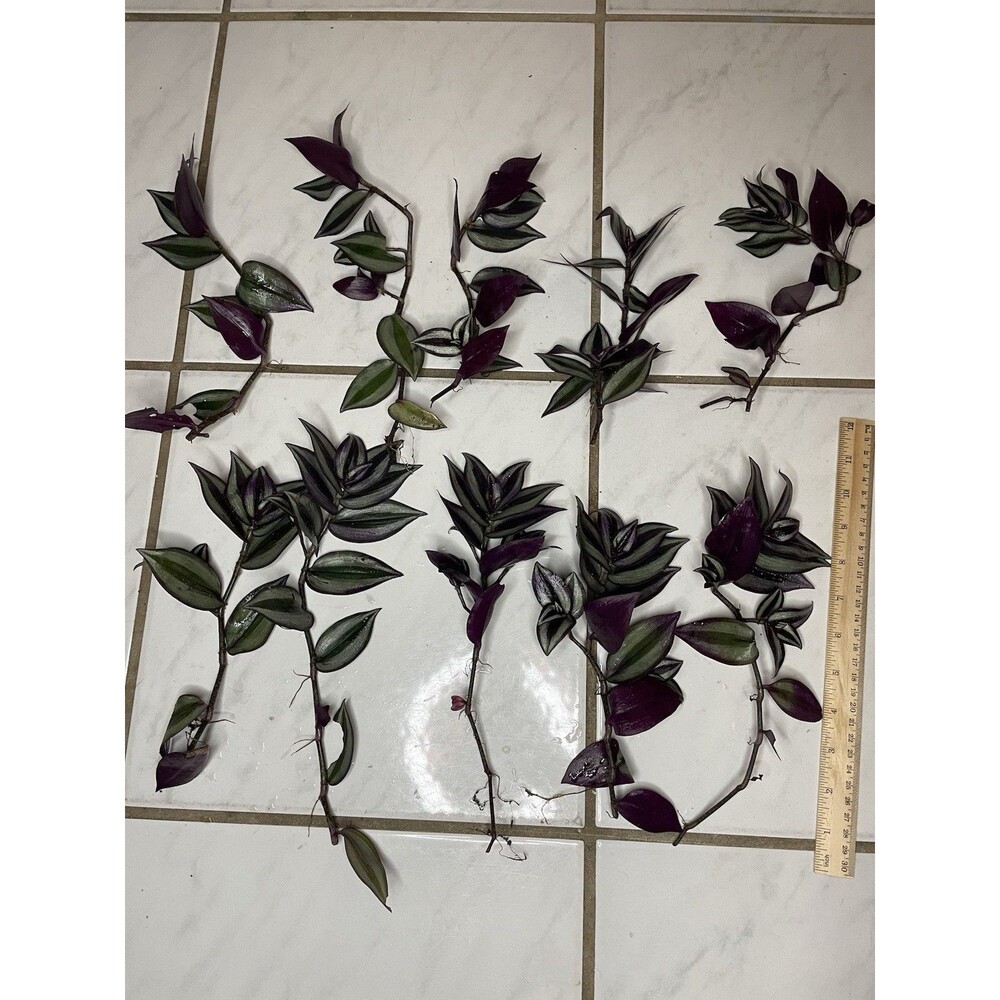 10 Wandering Jew Tradescantia Zebrina Plant Cuttings Purple plants 9-10” Long